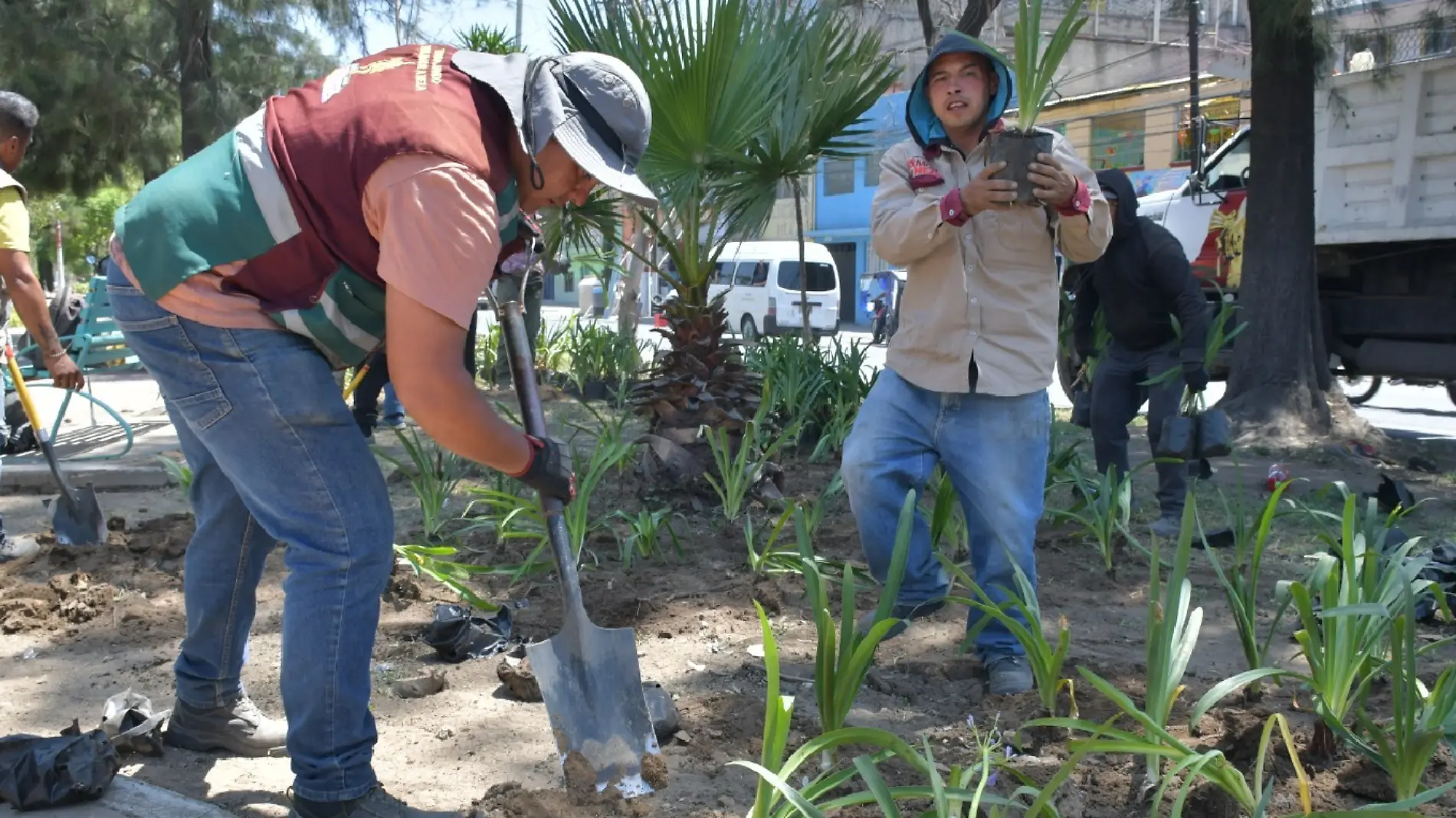 Reforestacion Neza